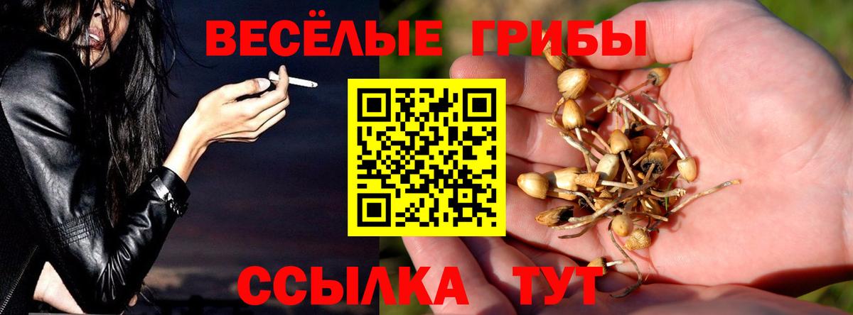 Ахтубинск  где можно купить наркотик  Вход с VPN  Галлюциногенные грибы Cubensis 